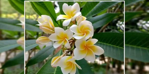 যে গাছে সারা বছর ফুল ফোটে